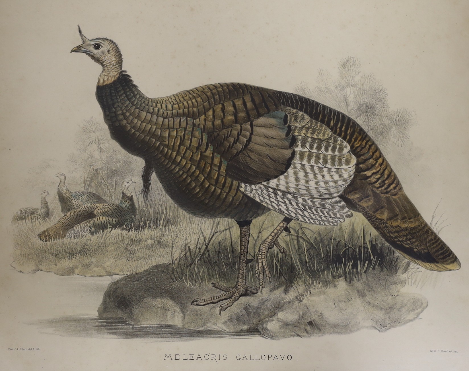 J. Wolf & J. Smit, Four handcoloured lithographs, 19th century, large Birds, 37 x 58cm